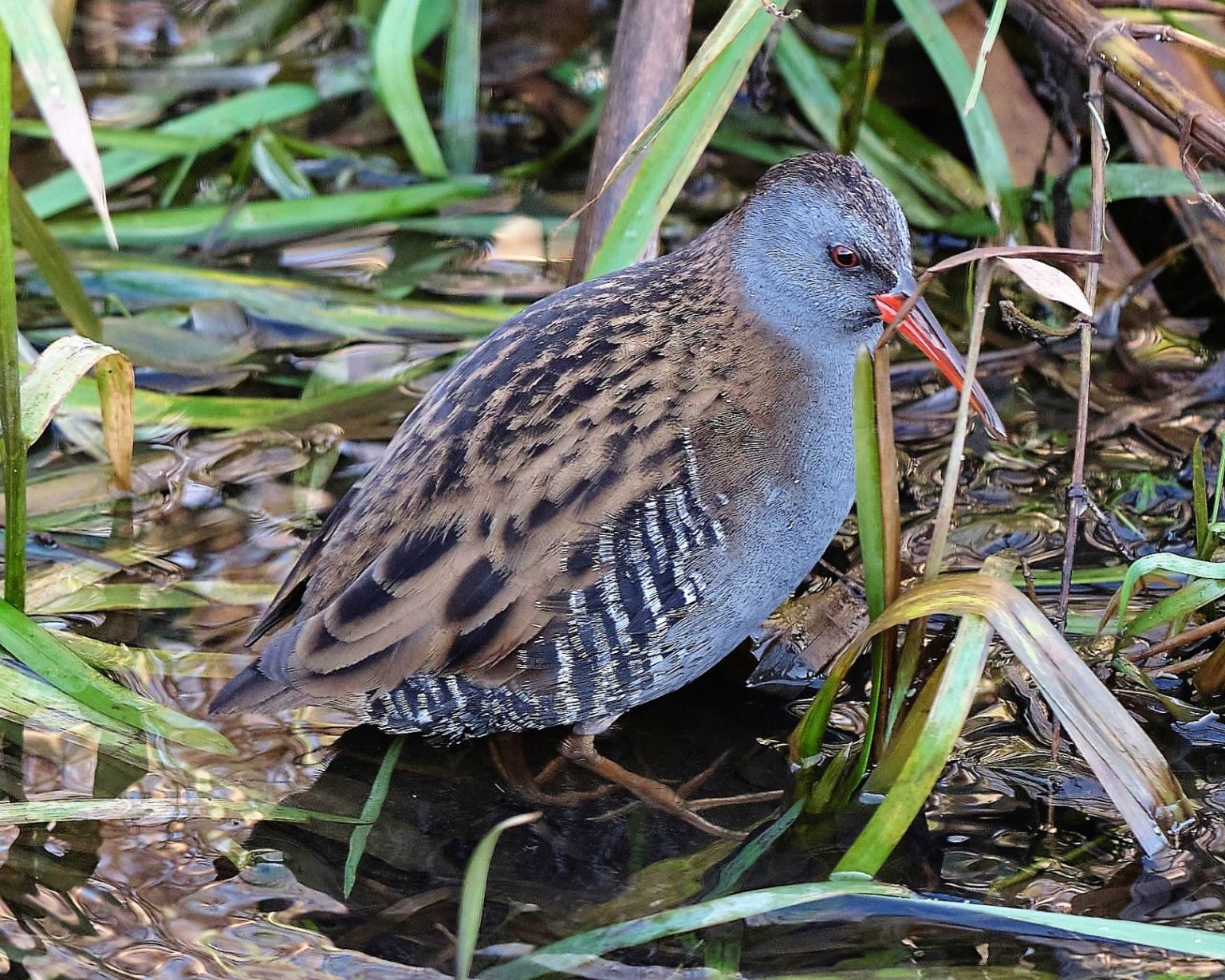 Rallen Rallen in het riet - Stichting Mooi Binnenveld