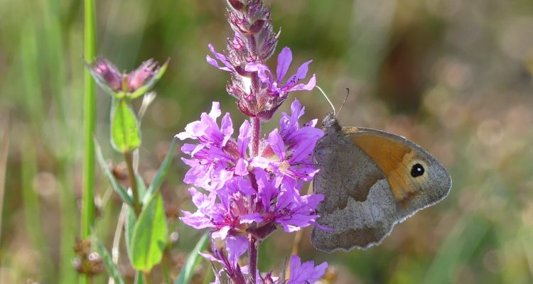Bruin zandoogje ©Henk Kloen