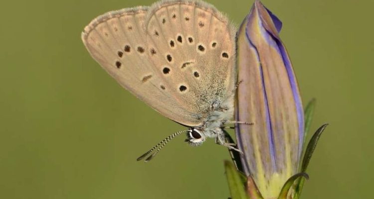 Gentiaanblauwtje ©Wallis de Vries