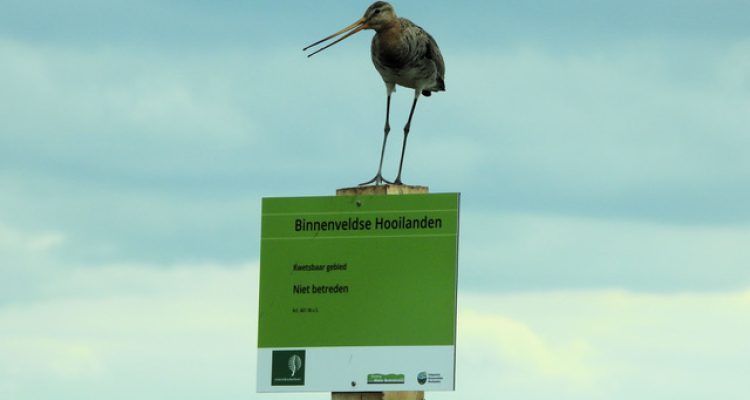 Monitoring vogels 2020