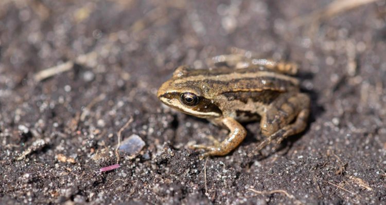 Juveniele heikikker JFK