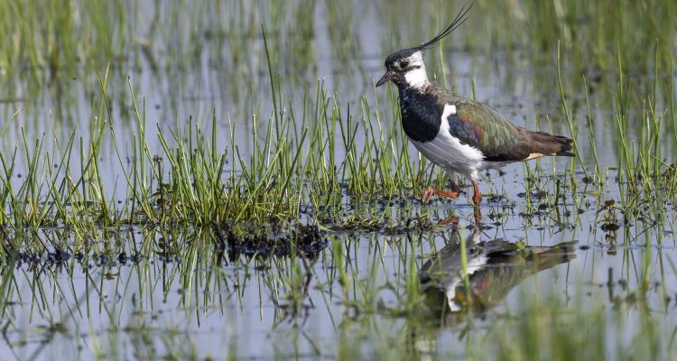 Kievit © Paul Hulshof