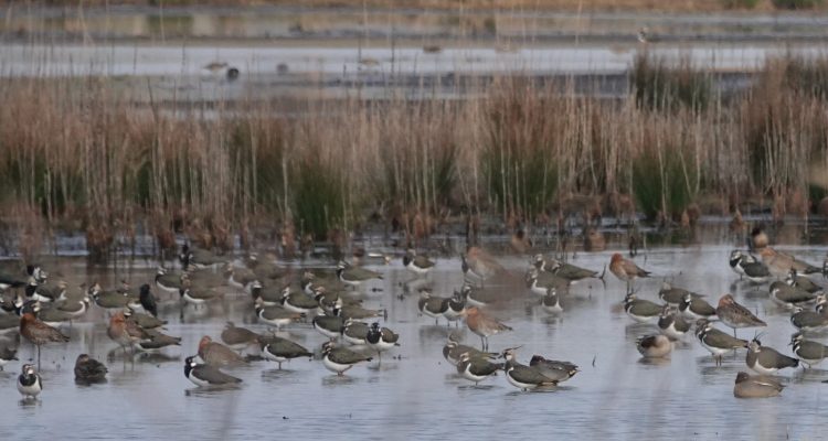 Kieviten ©Hans Vellema