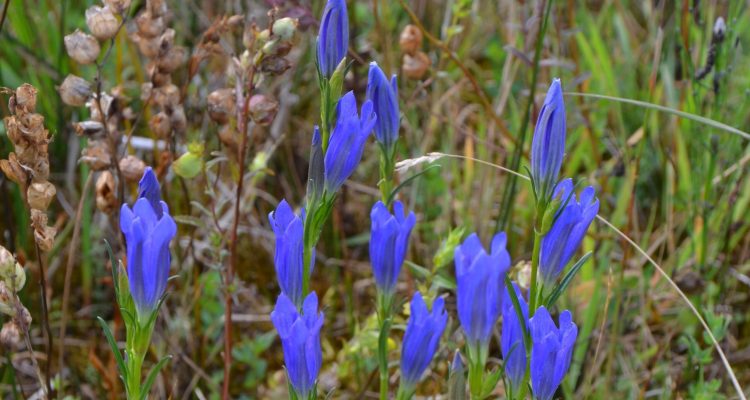 Klokjesgentiaan kl © Ken Giller