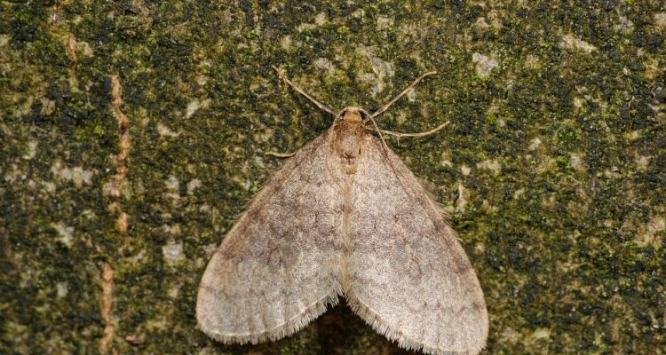 Mannetje Kleine wintervlinder Foto Jeroen Voogd