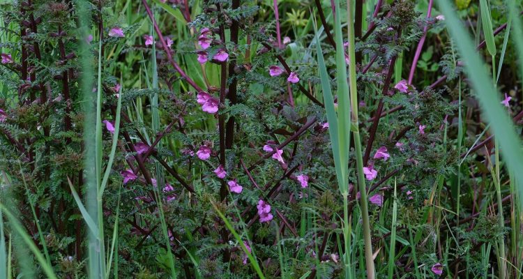 Moeraskartelblad © Gert Kaasschieter