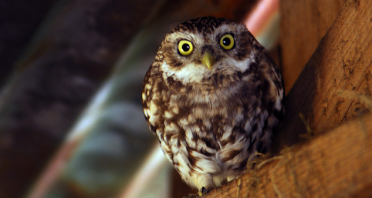 Steenuil ©Erik Hendriks