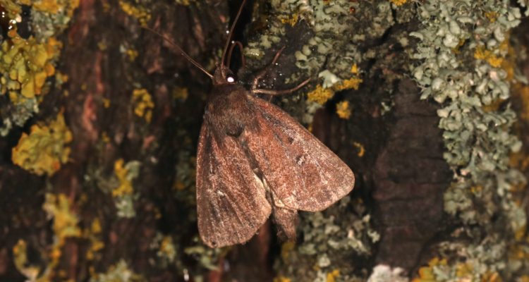 gestippelde rietboorder foto André Nagelhout